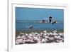 Greater Flamingos in Flight Near Walvis Bay, Namibia-Alex Saberi-Framed Photographic Print