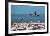 Greater Flamingos in Flight Near Walvis Bay, Namibia-Alex Saberi-Framed Photographic Print