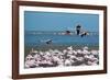 Greater Flamingos in Flight Near Walvis Bay, Namibia-Alex Saberi-Framed Photographic Print