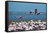 Greater Flamingos in Flight Near Walvis Bay, Namibia-Alex Saberi-Framed Stretched Canvas