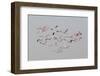 Greater Flamingos in flight-Natalia Rublina-Framed Photographic Print