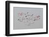 Greater Flamingos in flight-Natalia Rublina-Framed Photographic Print