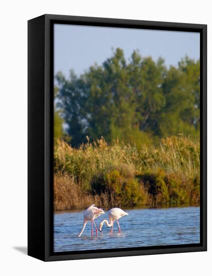 Greater Flamingos in Marsh, Camargue, France-Lisa S. Engelbrecht-Framed Stretched Canvas
