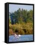 Greater Flamingos in Marsh, Camargue, France-Lisa S. Engelbrecht-Framed Stretched Canvas