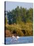 Greater Flamingos in Marsh, Camargue, France-Lisa S. Engelbrecht-Stretched Canvas