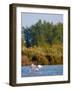 Greater Flamingos in Marsh, Camargue, France-Lisa S. Engelbrecht-Framed Photographic Print