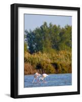 Greater Flamingos in Marsh, Camargue, France-Lisa S. Engelbrecht-Framed Photographic Print