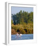 Greater Flamingos in Marsh, Camargue, France-Lisa S. Engelbrecht-Framed Photographic Print