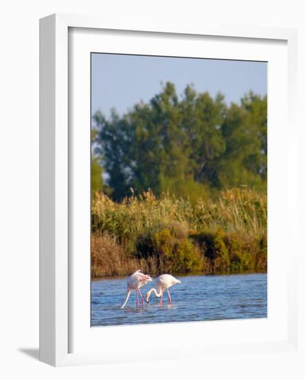 Greater Flamingos in Marsh, Camargue, France-Lisa S. Engelbrecht-Framed Photographic Print