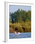 Greater Flamingos in Marsh, Camargue, France-Lisa S. Engelbrecht-Framed Photographic Print