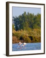 Greater Flamingos in Marsh, Camargue, France-Lisa S. Engelbrecht-Framed Photographic Print