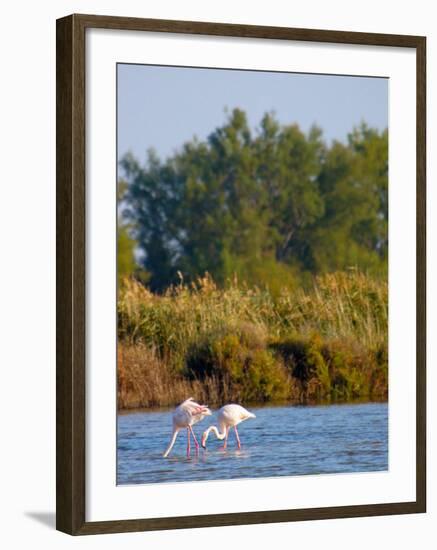 Greater Flamingos in Marsh, Camargue, France-Lisa S. Engelbrecht-Framed Photographic Print