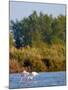 Greater Flamingos in Marsh, Camargue, France-Lisa S. Engelbrecht-Mounted Photographic Print