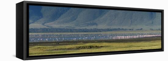 Greater flamingos, Ngorongoro crater, Ngorongoro Conservation Area, Serengeti, Tanzania.-Sergio Pitamitz-Framed Stretched Canvas