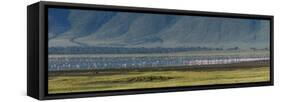 Greater flamingos, Ngorongoro crater, Ngorongoro Conservation Area, Serengeti, Tanzania.-Sergio Pitamitz-Framed Stretched Canvas