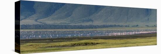 Greater flamingos, Ngorongoro crater, Ngorongoro Conservation Area, Serengeti, Tanzania.-Sergio Pitamitz-Stretched Canvas