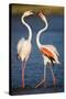 Greater Flamingos (Phoenicopterus Roseus) Fighting, Pont Du Gau, Camargue, France, April 2009-Allofs-Stretched Canvas