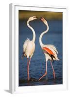 Greater Flamingos (Phoenicopterus Roseus) Fighting, Pont Du Gau, Camargue, France, April 2009-Allofs-Framed Premium Photographic Print