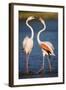 Greater Flamingos (Phoenicopterus Roseus) Fighting, Pont Du Gau, Camargue, France, April 2009-Allofs-Framed Premium Photographic Print