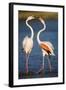 Greater Flamingos (Phoenicopterus Roseus) Fighting, Pont Du Gau, Camargue, France, April 2009-Allofs-Framed Premium Photographic Print