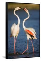 Greater Flamingos (Phoenicopterus Roseus) Fighting, Pont Du Gau, Camargue, France, April 2009-Allofs-Framed Stretched Canvas