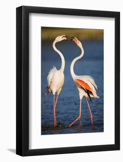 Greater Flamingos (Phoenicopterus Roseus) Fighting, Pont Du Gau, Camargue, France, April 2009-Allofs-Framed Photographic Print