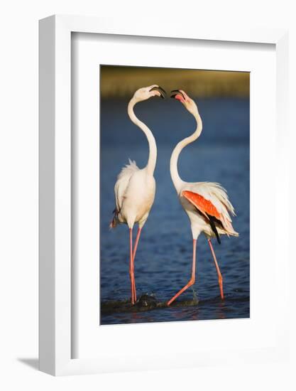 Greater Flamingos (Phoenicopterus Roseus) Fighting, Pont Du Gau, Camargue, France, April 2009-Allofs-Framed Photographic Print