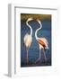 Greater Flamingos (Phoenicopterus Roseus) Fighting, Pont Du Gau, Camargue, France, April 2009-Allofs-Framed Photographic Print