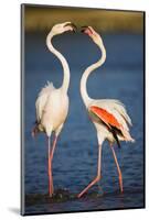 Greater Flamingos (Phoenicopterus Roseus) Fighting, Pont Du Gau, Camargue, France, April 2009-Allofs-Mounted Photographic Print