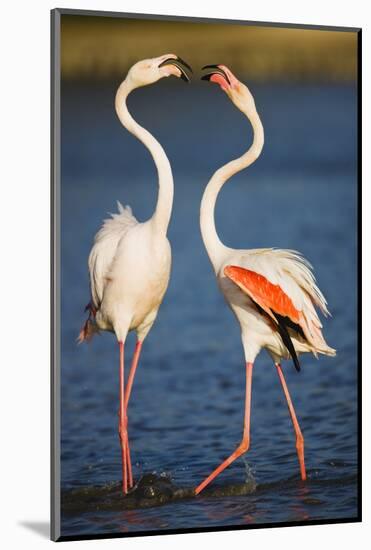 Greater Flamingos (Phoenicopterus Roseus) Fighting, Pont Du Gau, Camargue, France, April 2009-Allofs-Mounted Photographic Print