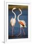 Greater Flamingos (Phoenicopterus Roseus) Fighting, Pont Du Gau, Camargue, France, April 2009-Allofs-Framed Photographic Print