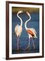 Greater Flamingos (Phoenicopterus Roseus) Fighting, Pont Du Gau, Camargue, France, April 2009-Allofs-Framed Photographic Print