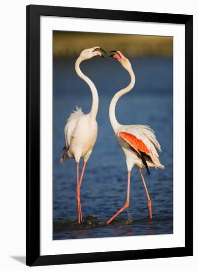 Greater Flamingos (Phoenicopterus Roseus) Fighting, Pont Du Gau, Camargue, France, April 2009-Allofs-Framed Photographic Print