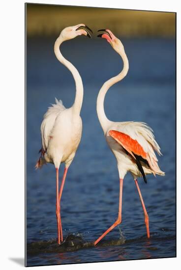 Greater Flamingos (Phoenicopterus Roseus) Fighting, Pont Du Gau, Camargue, France, April 2009-Allofs-Mounted Photographic Print