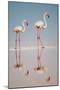 Greater Flamingos (Phoenicopterus Roseus) in a Lake, Ndutu, Ngorongoro Conservation Area, Tanzania-null-Mounted Photographic Print