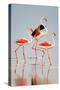 Greater Flamingos (Phoenicopterus Roseus) in a Lake, Ndutu, Ngorongoro Conservation Area, Tanzania-null-Stretched Canvas