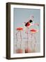 Greater Flamingos (Phoenicopterus Roseus) in a Lake, Ndutu, Ngorongoro Conservation Area, Tanzania-null-Framed Photographic Print