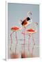 Greater Flamingos (Phoenicopterus Roseus) in a Lake, Ndutu, Ngorongoro Conservation Area, Tanzania-null-Framed Photographic Print