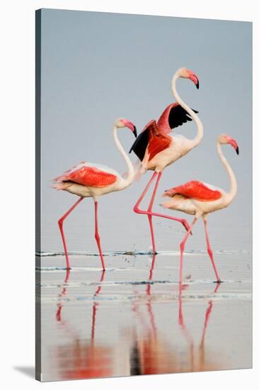 Greater Flamingos (Phoenicopterus Roseus) in a Lake, Ndutu, Ngorongoro Conservation Area, Tanzania-null-Stretched Canvas