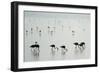 Greater Flamingos (Phoenicopterus Roseus) in a Lake, Ndutu, Ngorongoro Conservation Area, Tanzania-null-Framed Photographic Print