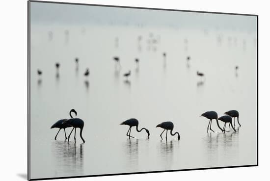 Greater Flamingos (Phoenicopterus Roseus) in a Lake, Ndutu, Ngorongoro Conservation Area, Tanzania-null-Mounted Photographic Print