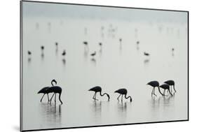 Greater Flamingos (Phoenicopterus Roseus) in a Lake, Ndutu, Ngorongoro Conservation Area, Tanzania-null-Mounted Photographic Print