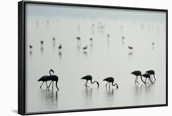 Greater Flamingos (Phoenicopterus Roseus) in a Lake, Ndutu, Ngorongoro Conservation Area, Tanzania-null-Framed Photographic Print