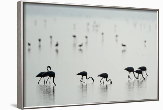 Greater Flamingos (Phoenicopterus Roseus) in a Lake, Ndutu, Ngorongoro Conservation Area, Tanzania-null-Framed Photographic Print