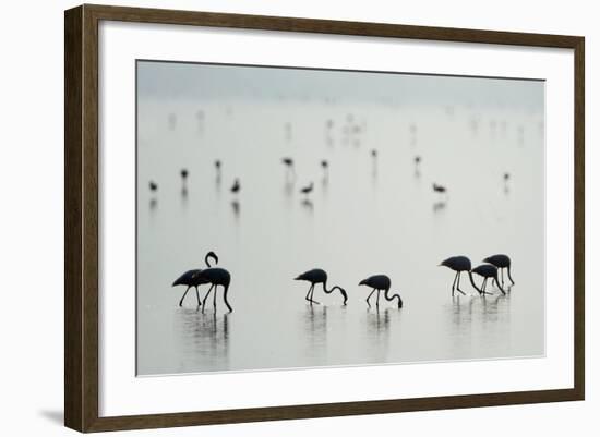 Greater Flamingos (Phoenicopterus Roseus) in a Lake, Ndutu, Ngorongoro Conservation Area, Tanzania-null-Framed Photographic Print