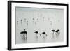 Greater Flamingos (Phoenicopterus Roseus) in a Lake, Ndutu, Ngorongoro Conservation Area, Tanzania-null-Framed Photographic Print