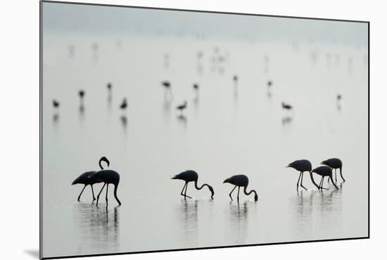 Greater Flamingos (Phoenicopterus Roseus) in a Lake, Ndutu, Ngorongoro Conservation Area, Tanzania-null-Mounted Photographic Print