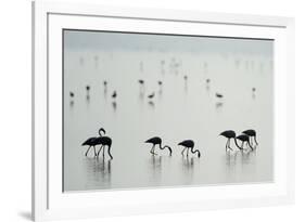 Greater Flamingos (Phoenicopterus Roseus) in a Lake, Ndutu, Ngorongoro Conservation Area, Tanzania-null-Framed Photographic Print