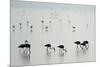 Greater Flamingos (Phoenicopterus Roseus) in a Lake, Ndutu, Ngorongoro Conservation Area, Tanzania-null-Mounted Photographic Print