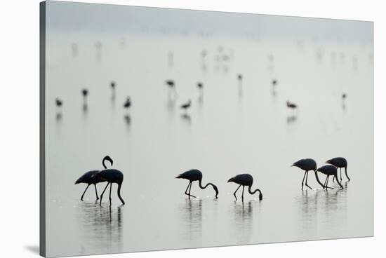 Greater Flamingos (Phoenicopterus Roseus) in a Lake, Ndutu, Ngorongoro Conservation Area, Tanzania-null-Stretched Canvas